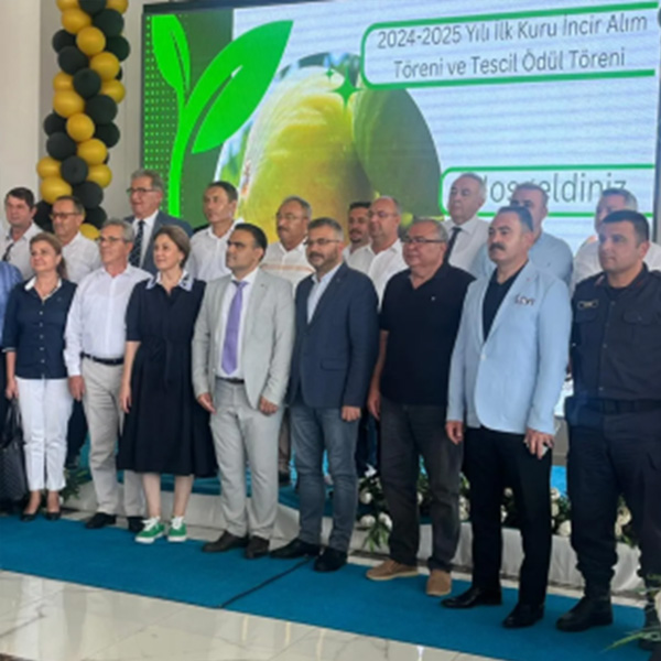 tesciltoreni2 Aksüt İncir